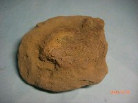 藏品(魚骨)的圖片